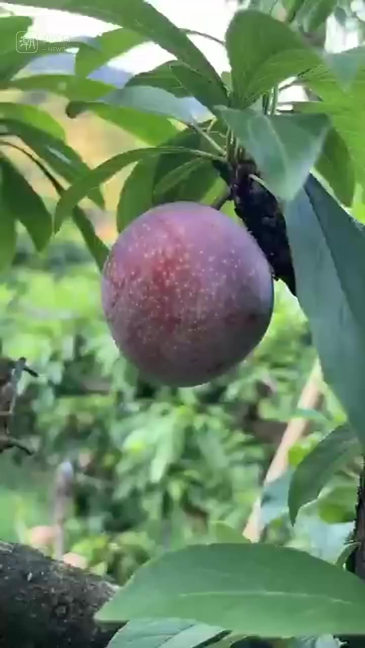 价值万元的桃形李如何炼成?绍兴嵊州这里给你答案