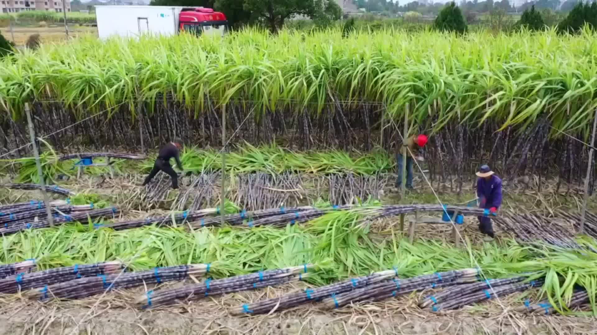 温岭:万亩甘蔗喜获丰收-台州频道