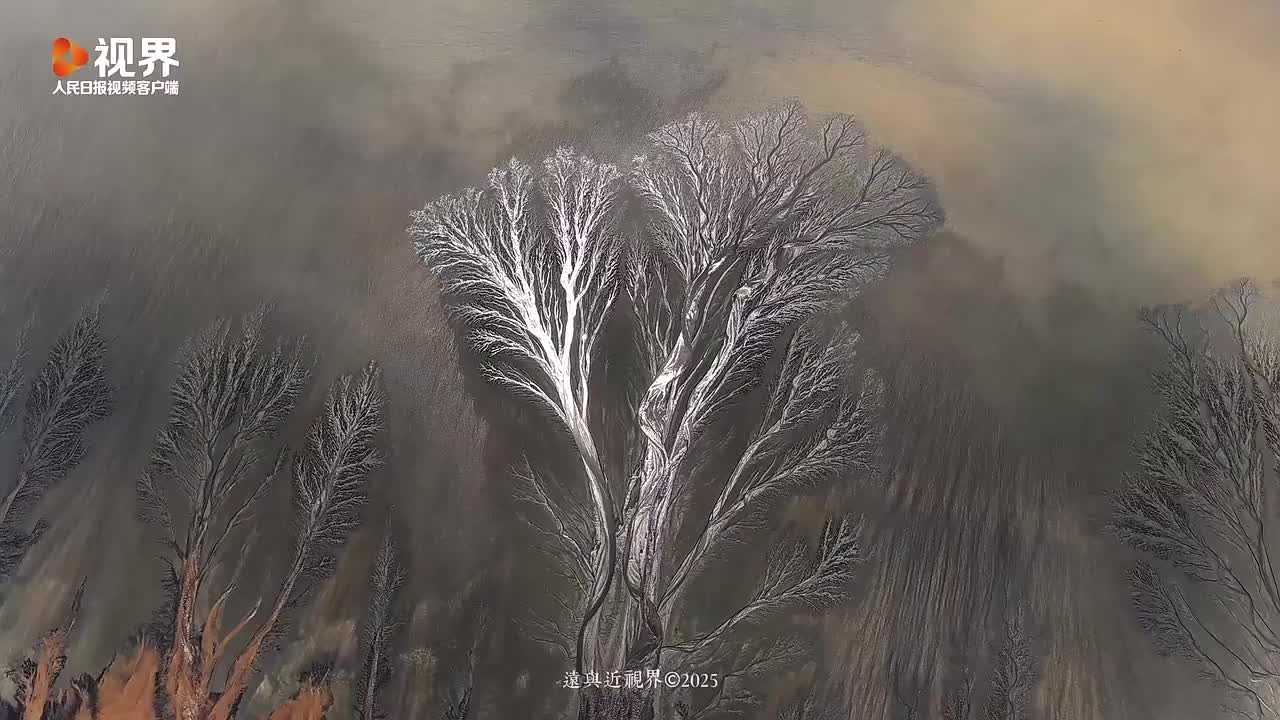 航拍钱塘江潮汐树像一件艺术品