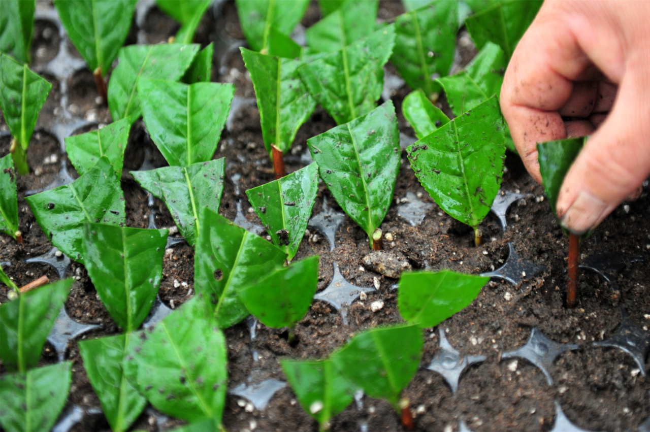 致敬这杯茶：年度突破 科技意义