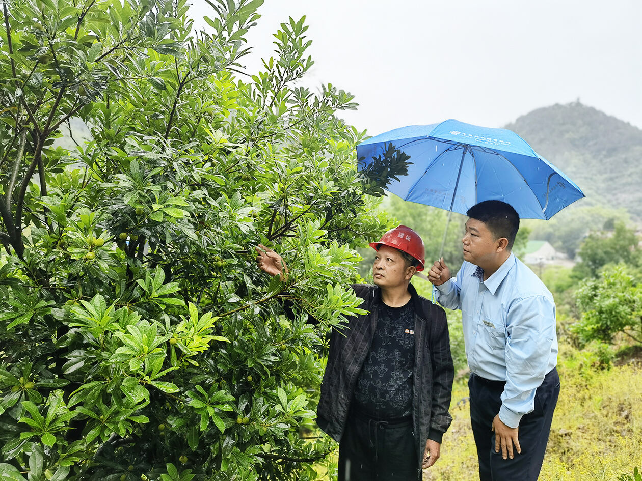 邮储银行仙居支行客户经理走访杨梅种植基地，了解客户经营情况和资金需求情况。.jpg