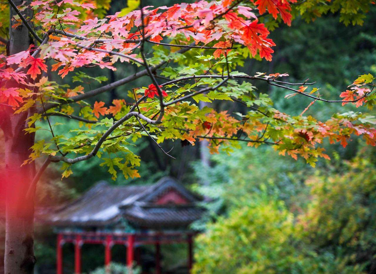 巧用“红叶”带红特色文旅