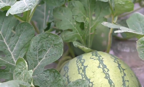 让人才在田野上“种”出未来