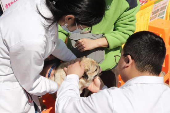 九游体育：杭州市富阳区联合开展“宠物狂犬病免费免疫进社区”巾帼服务小分队活动(图4)