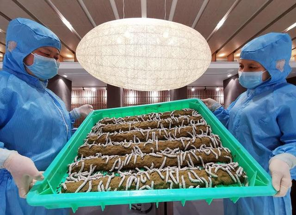 4蚕宝宝吃着这样的“饼干”长大 资料图片 据浙江日报.png
