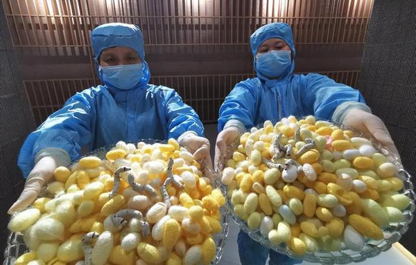 5出茧 资料图片.png