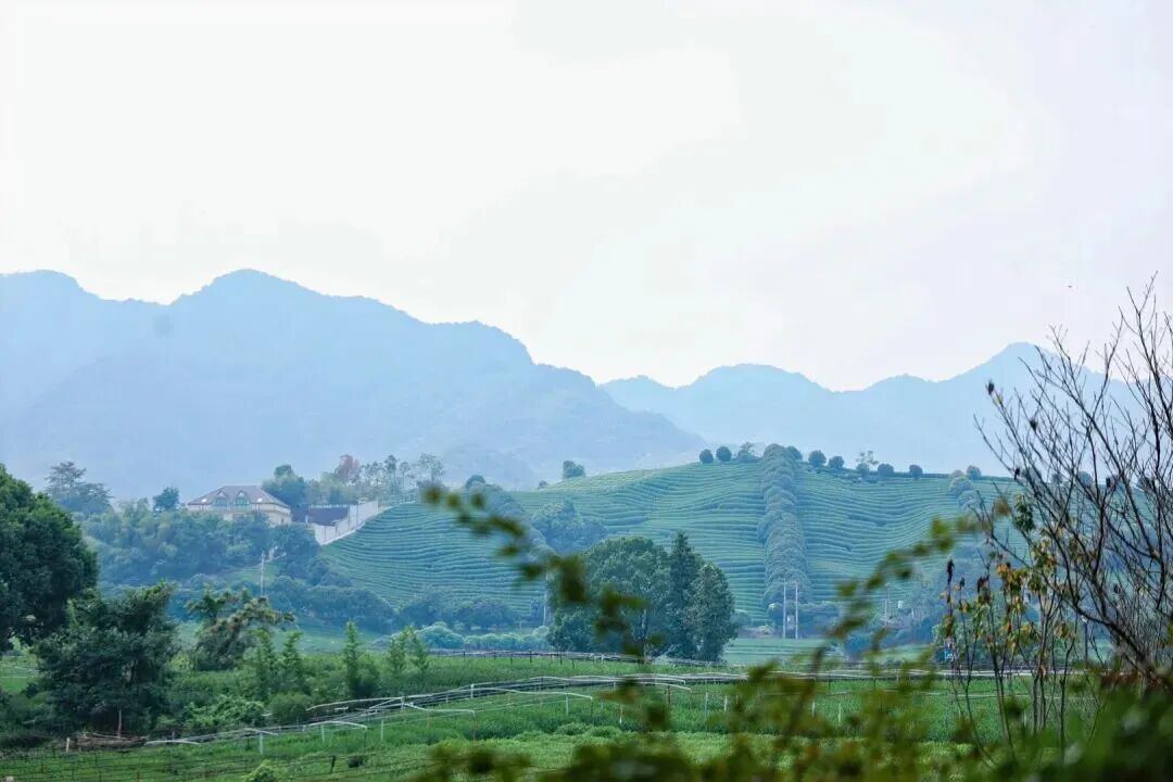 2105118166685257728.jpg 图片
