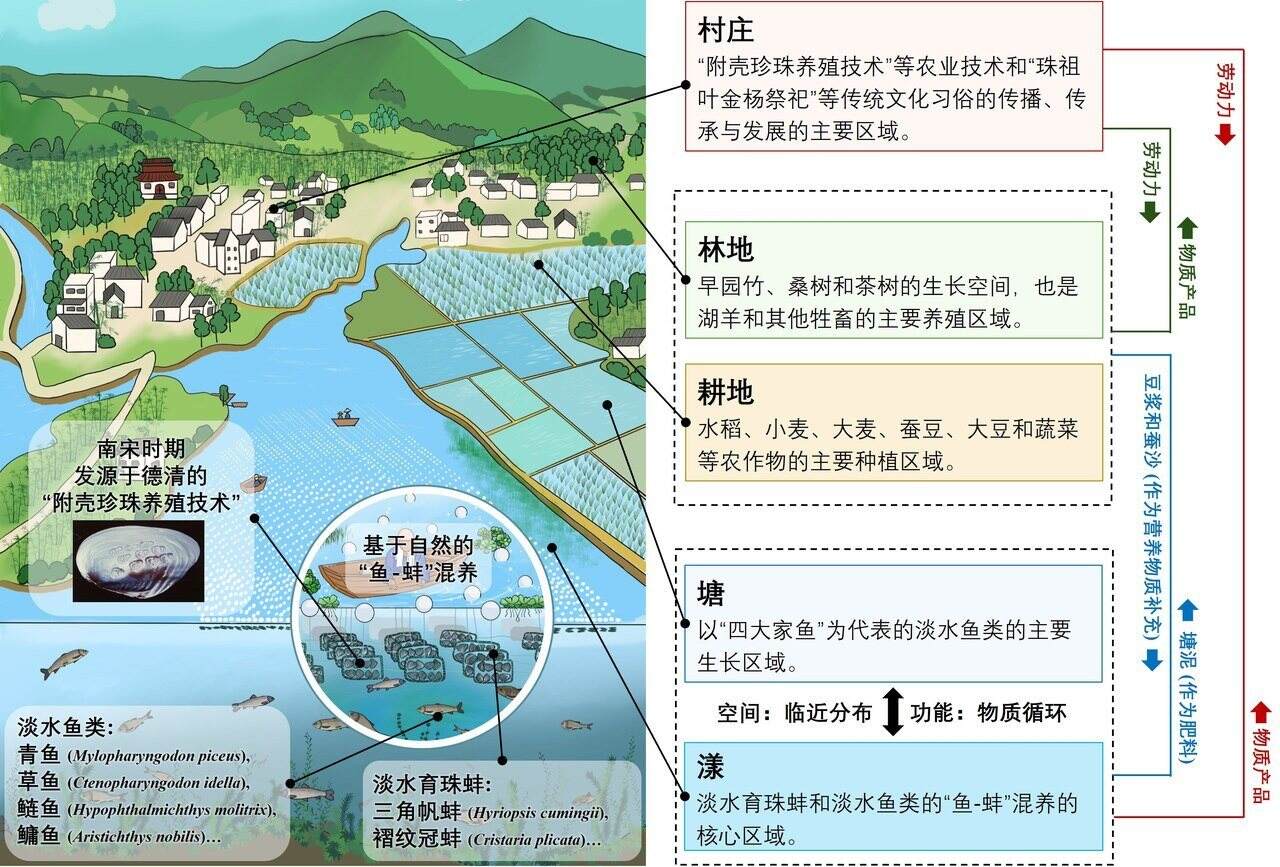鱼蚌共生实现资源循环利用 德清淡水珍珠系统入选全球重要农业文化遗产(图1)
