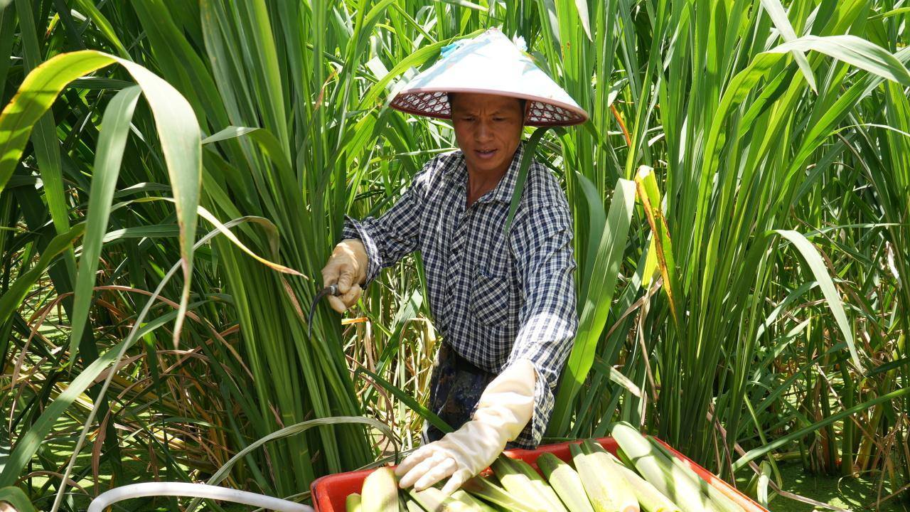 景宁小茭白“茭”出致富路 土特产撑起大产业