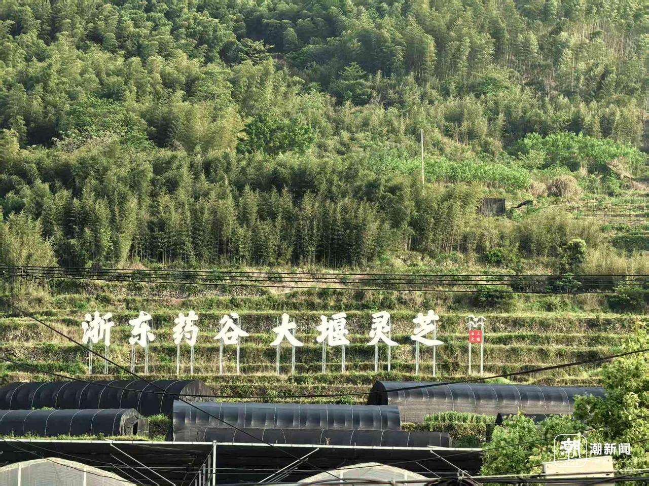 灵芝基地 周文丹 摄.jpg