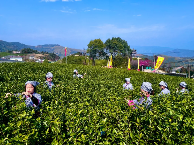 浙江绿茶今日开采！十大茶旅线路公布