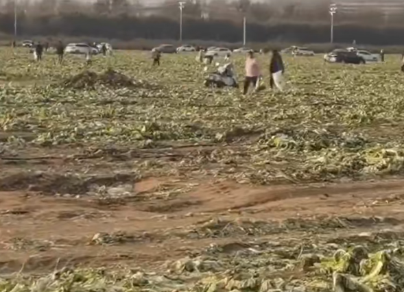 一则谣言，让200亩白菜被数百人哄抢！损失谁来赔？