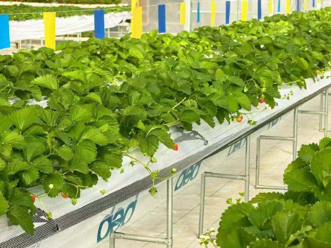 1999374634268471296.jpg W020251210590507860919.jpg