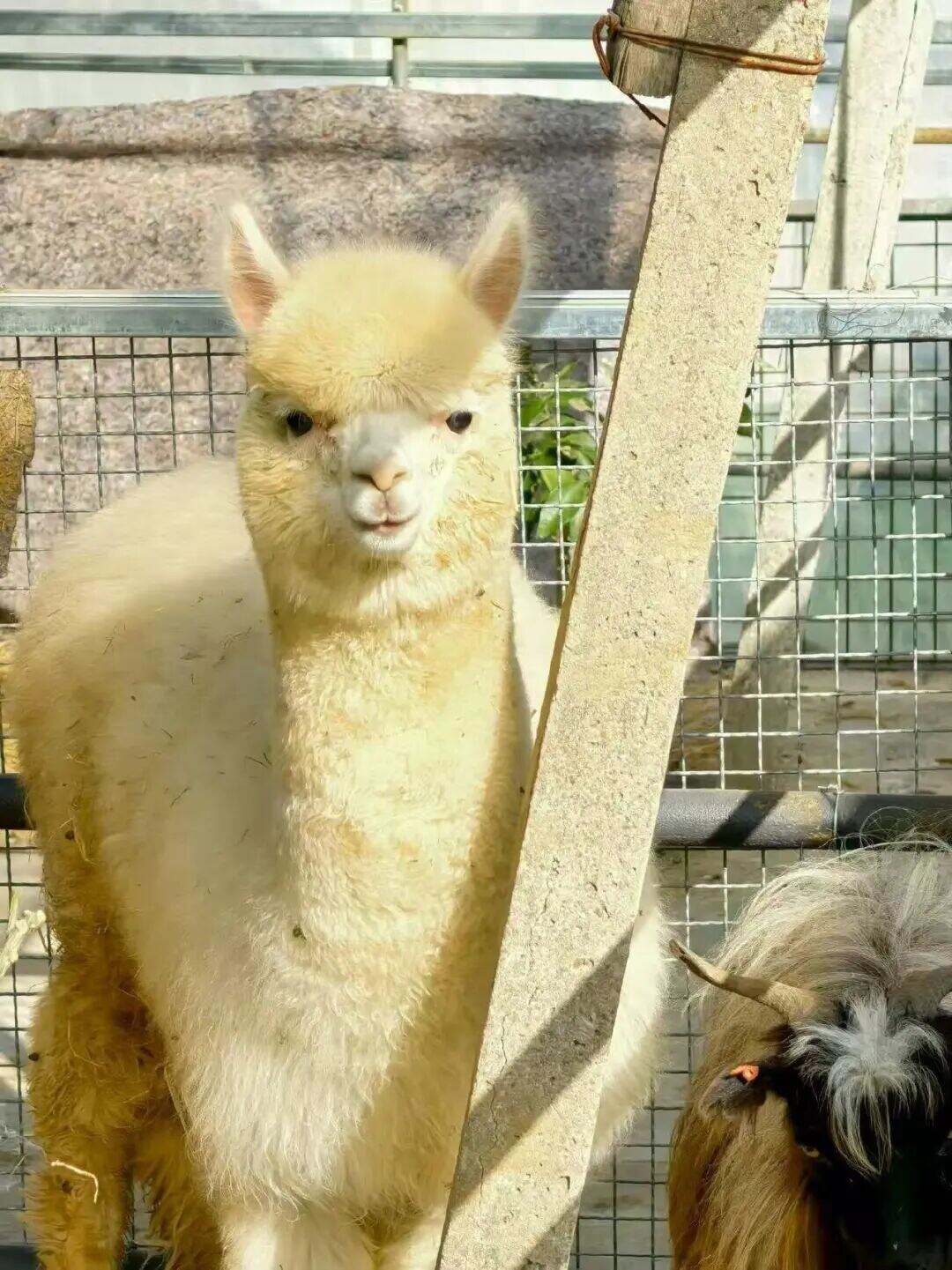 1999374634218139648.jpg W020251210590509399357.jpg