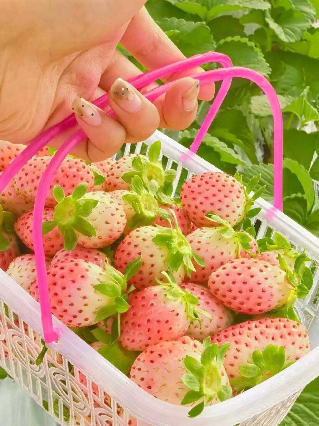 1999374634851479552.jpg W020251210590512140368.jpg