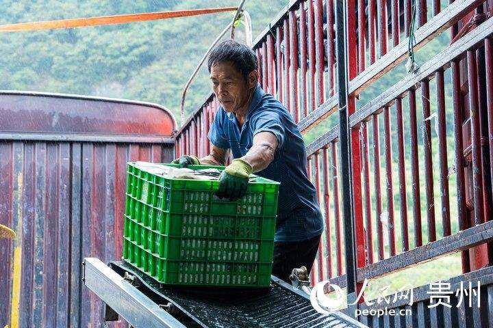 丝瓜装车，准备发往深圳。人民网 阳茜