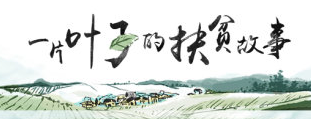 【专题】一片叶子的扶贫故事