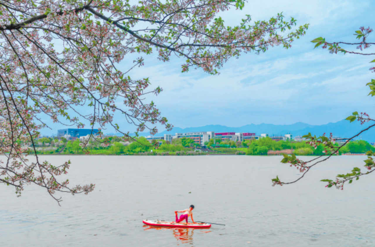 桨板运动遇上樱花