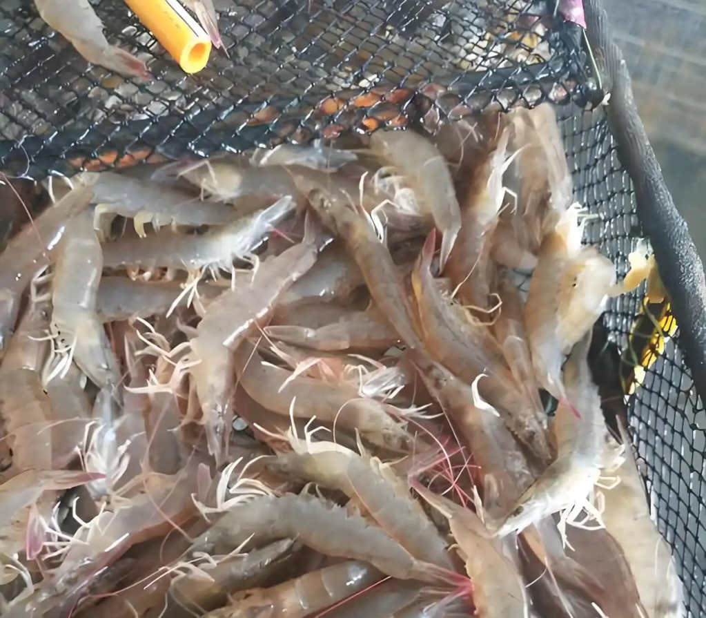 e61190ef76c6a7ef5839a96bed781d41f2de66f6 (1)_副本.png