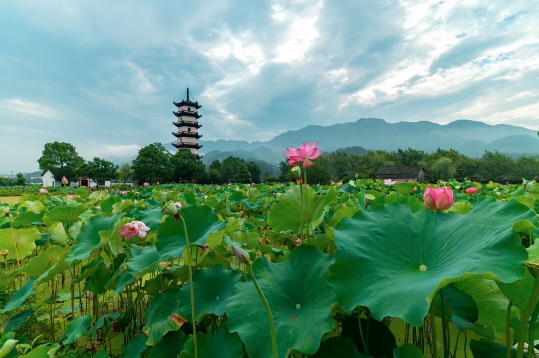 武义十里荷花，七月好运“莲莲”