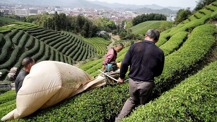 头茬春茶谁来采？一台采茶机赛过几十人