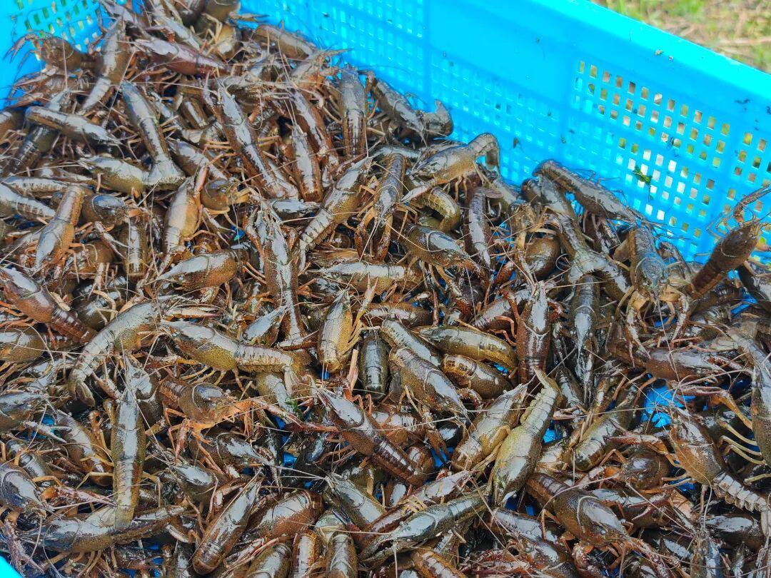 早春的鲜味来了！莲都稻田小龙虾即将上岸