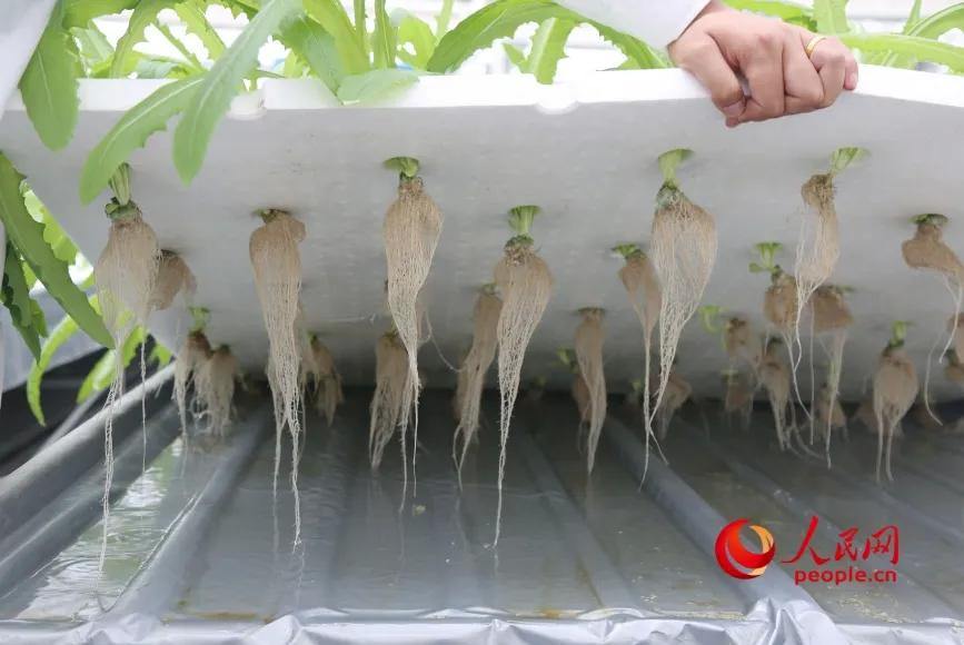 2071856694551363584.webp 图片