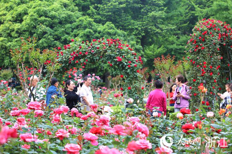 月季花展活动。人民网记者 方彭依梦摄