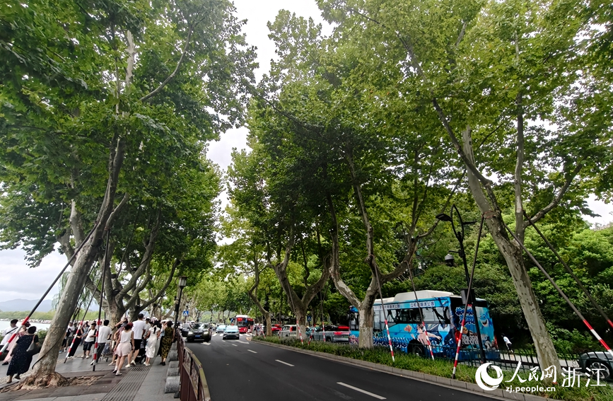 2094247003620839424.png 北山街行道树完成加固,抗风能力得到增强。人民网记者 张丽玮摄