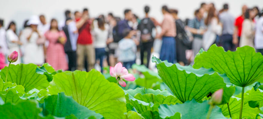 雨后放晴 断桥赏荷挤爆了