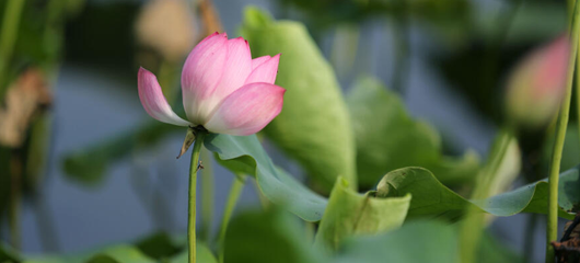 西湖荷花渐次开 六月美景入画来