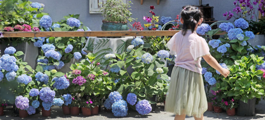 杭州夏秋花展 感受夏的韵味