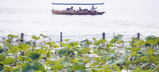 西湖荷区“接天莲叶”登场