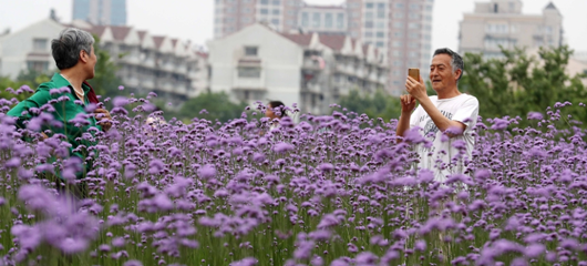 城市花海