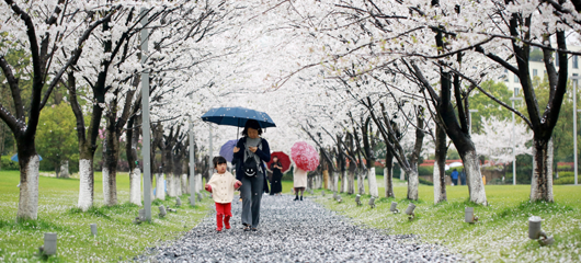 良渚下起樱花雨