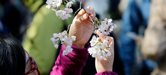 西湖景区再现“辣手摧花” 文明赏花有这么难吗？