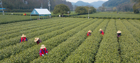 明前西湖龙井头茬开采啦
