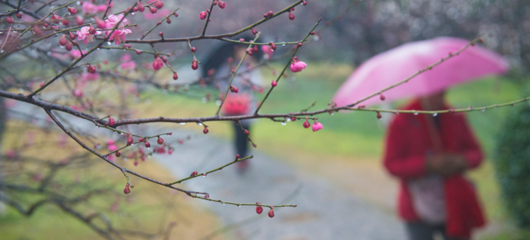 雨中梅花别样美 灵峰探梅正当时