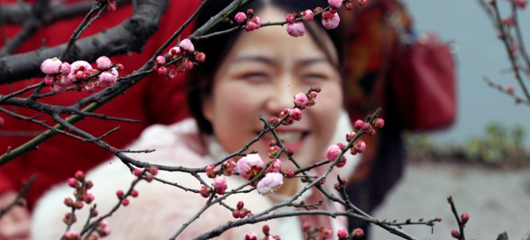 杭州天气转好 梅花笑迎游人