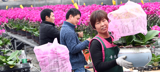 年宵花供应春节市场