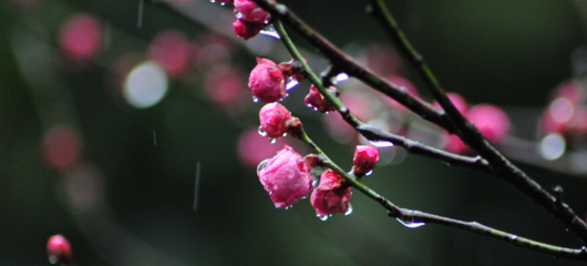 雨中灵峰双梅争俏