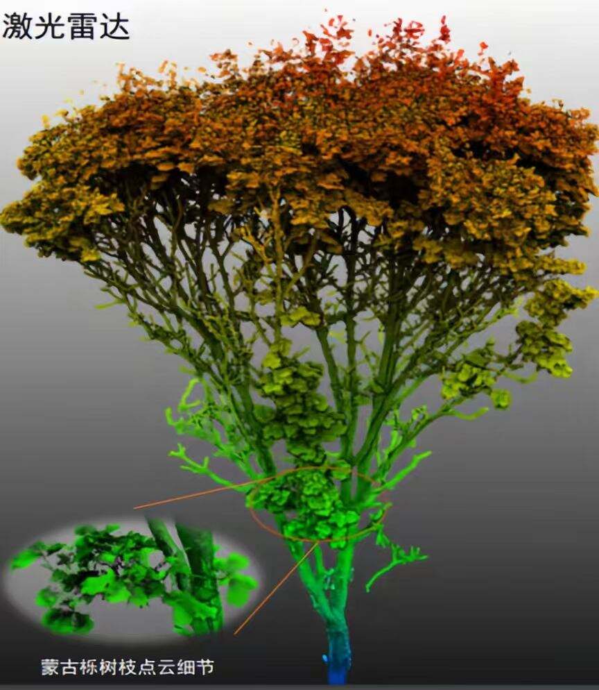 树枝点云细节。受访者供图.jpg
