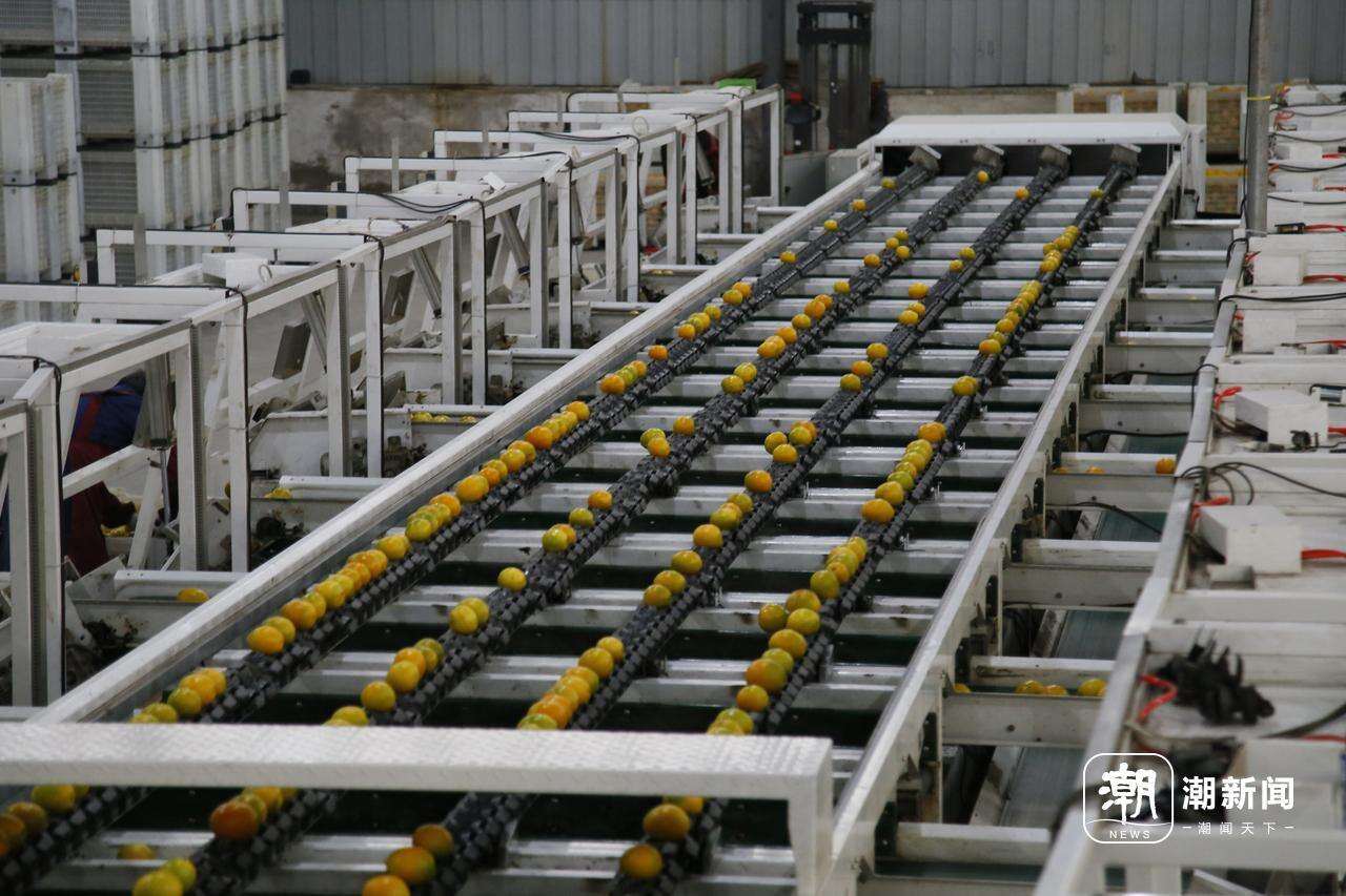 裕和农业脐橙自动化分拣流水线3.JPG