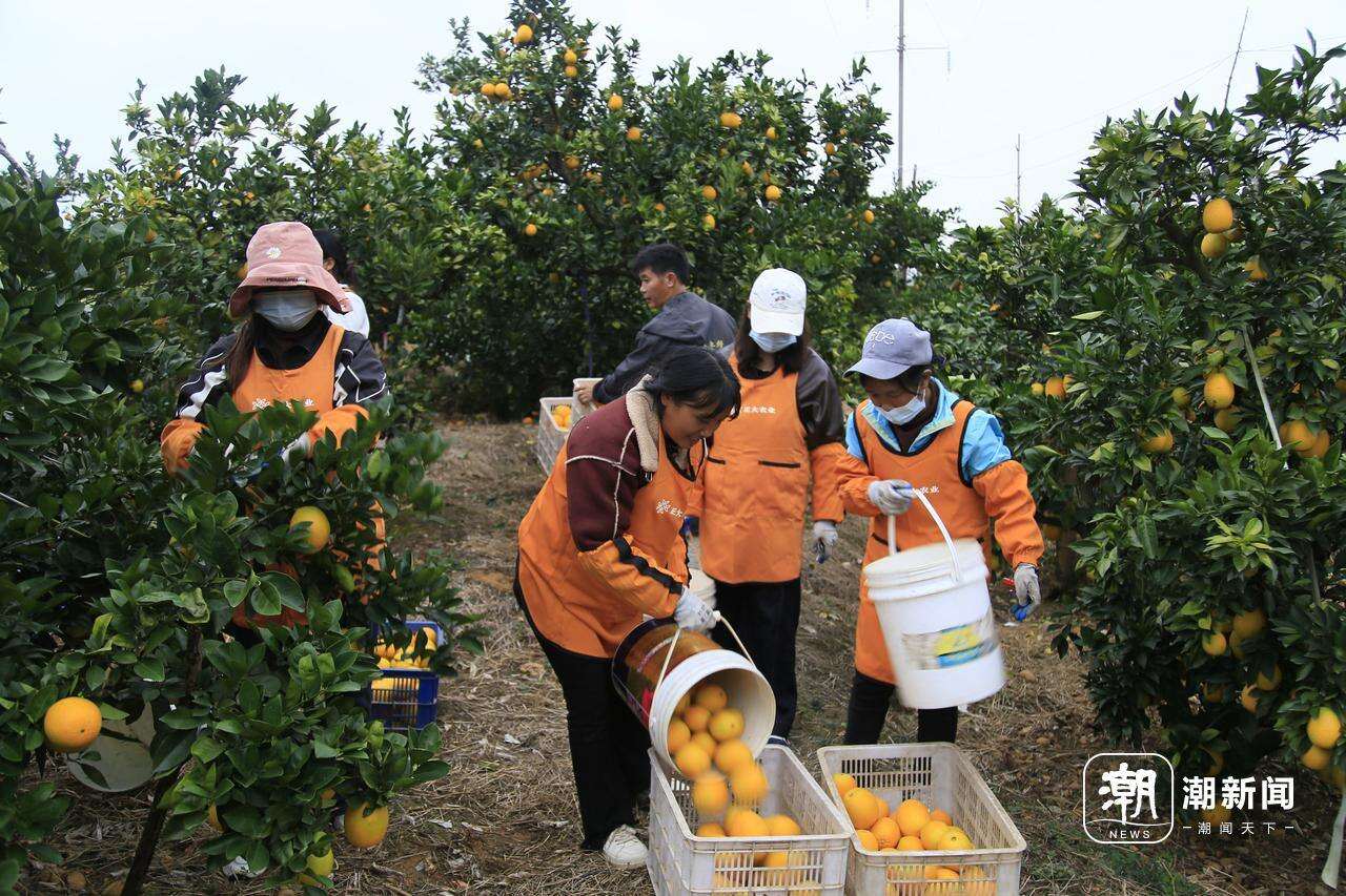 信丰县果农正在采摘脐橙。.JPG