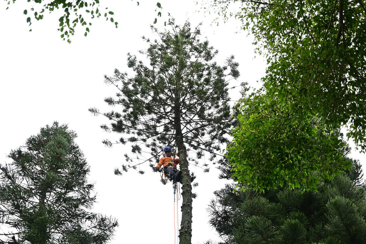 02 郑达雄在攀树。受访者供图.JPG