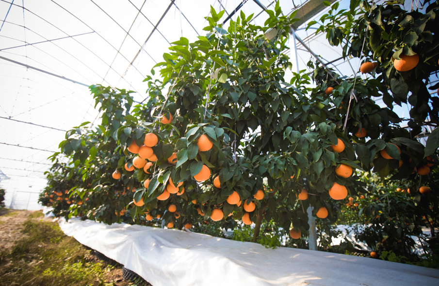 2006171166602821632.png 图片