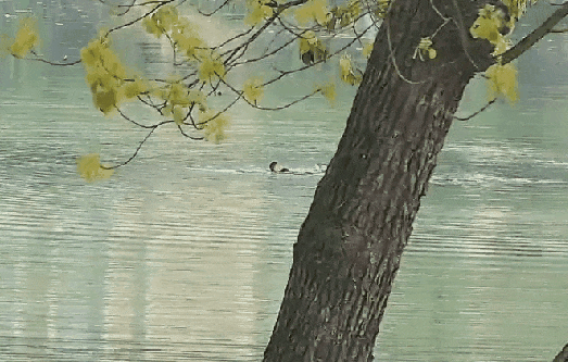 2041861038818717696.gif 图片