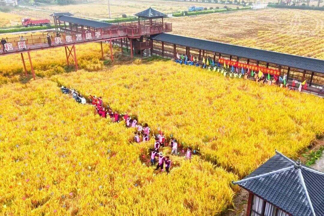 1990602989701685248.jpg 图片