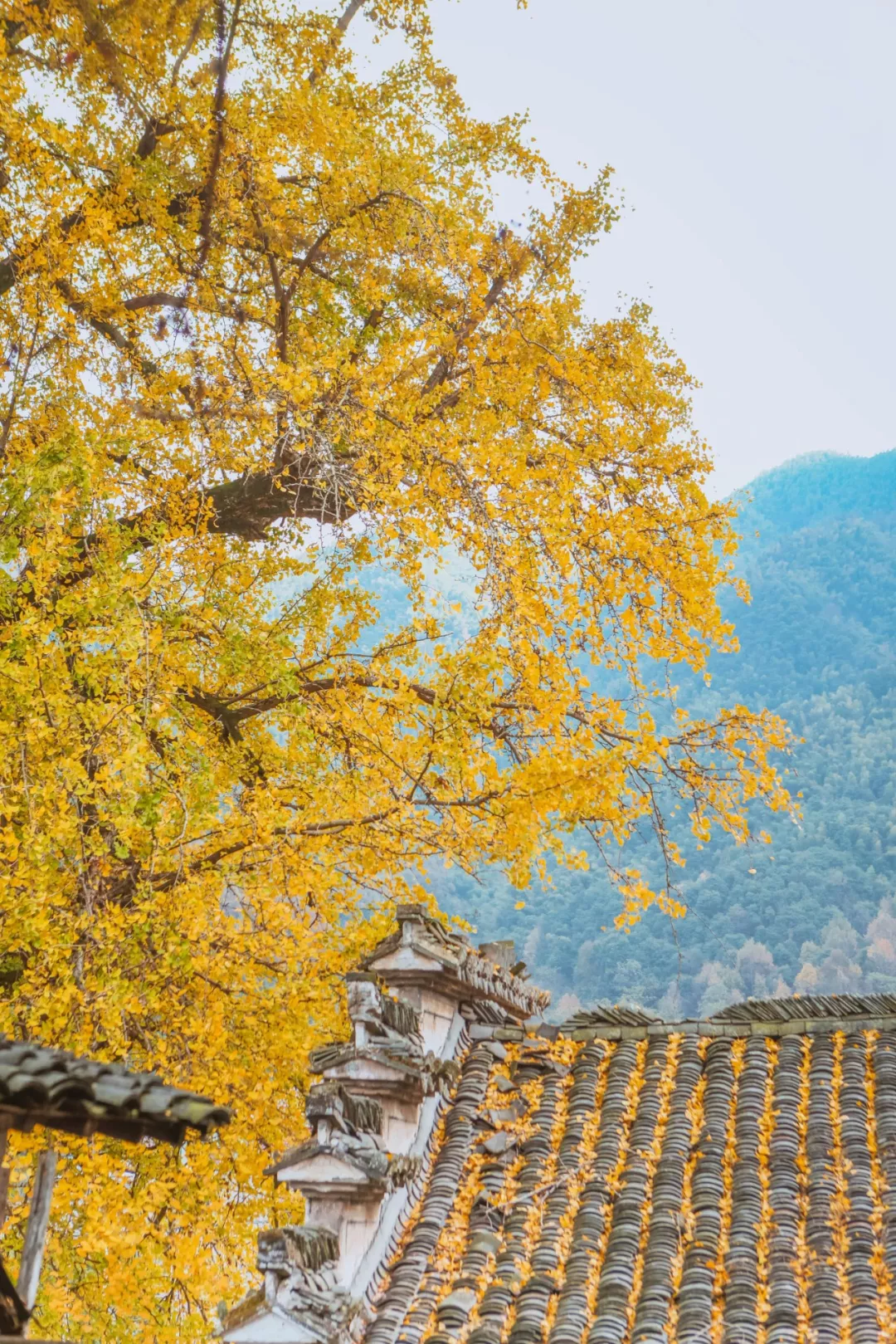 1993135416378634240.png 图片