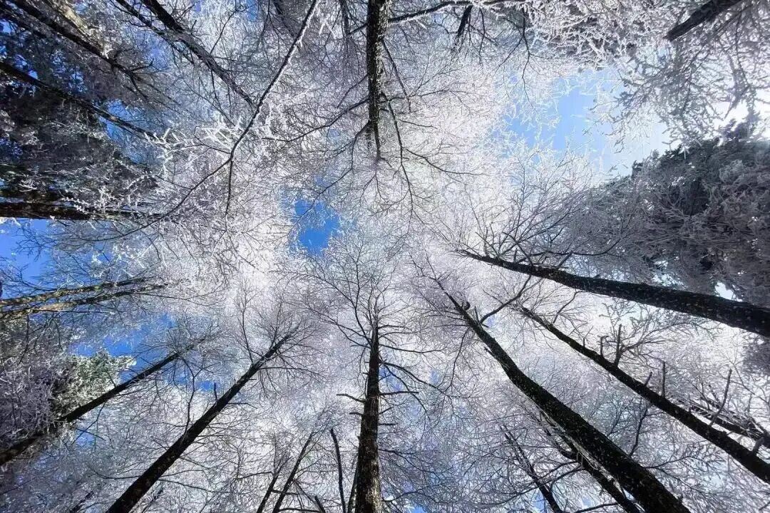 2009442467924803584.jpg 图片